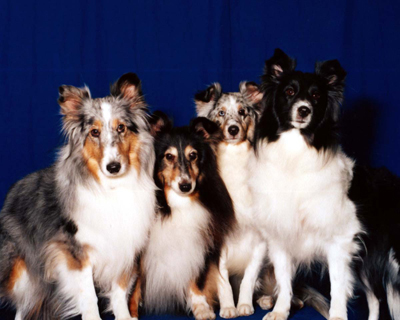 dogs